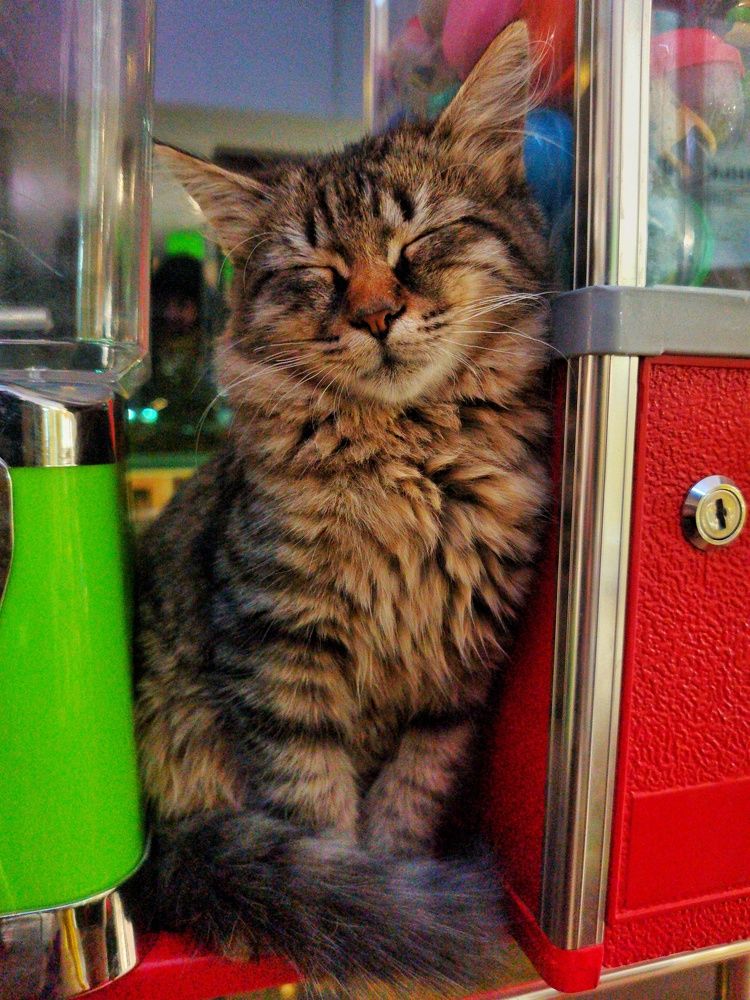 Photograph by Ронжин Дмитрий