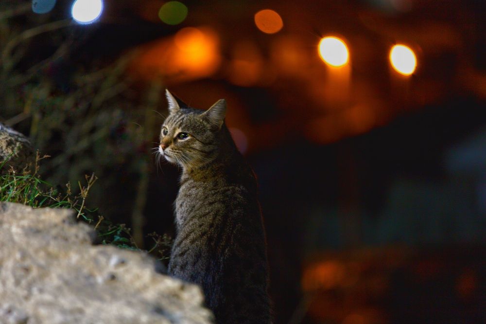 Photograph by Ронжин Дмитрий