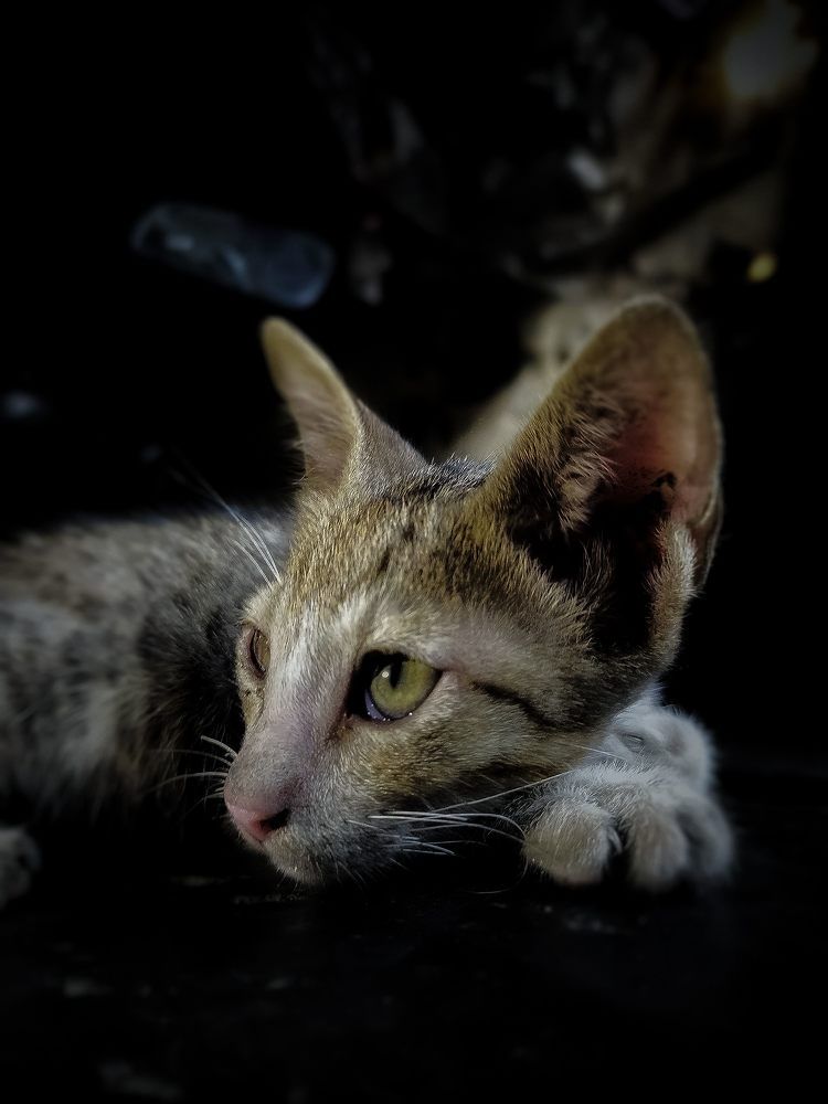 Photograph by Sai Bagal