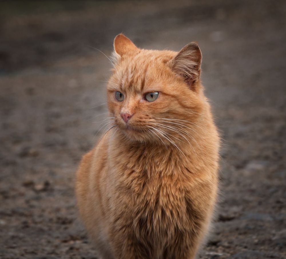 Photograph by Dragan Leles