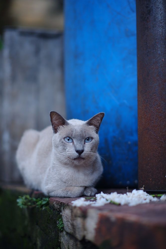 Фотография автора R. Zai