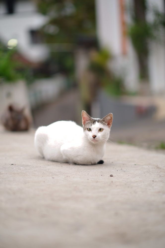 Фотография автора R. Zai