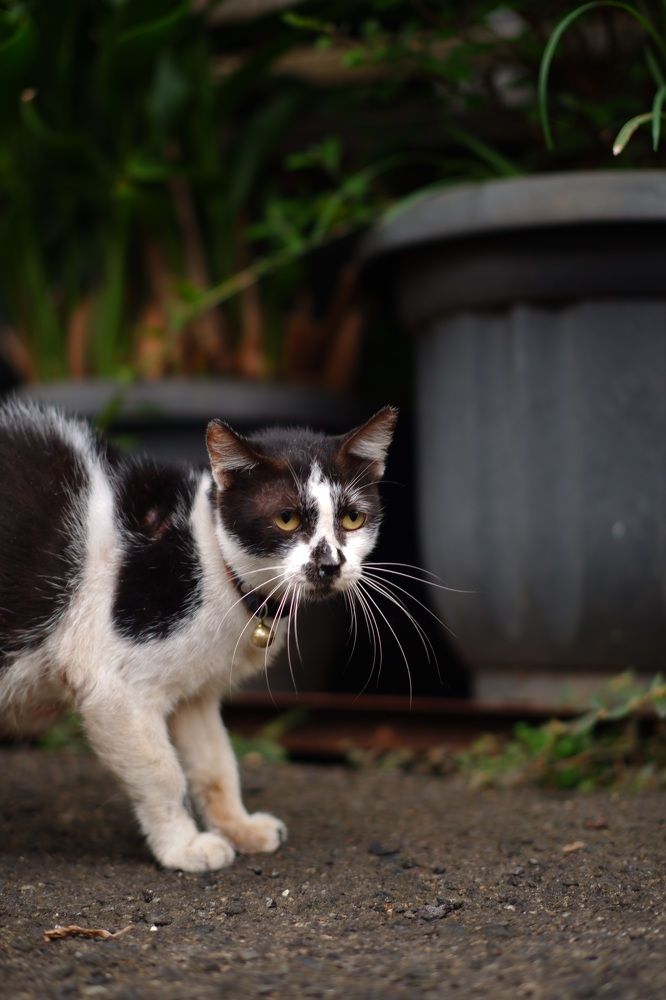 Фотография автора R. Zai