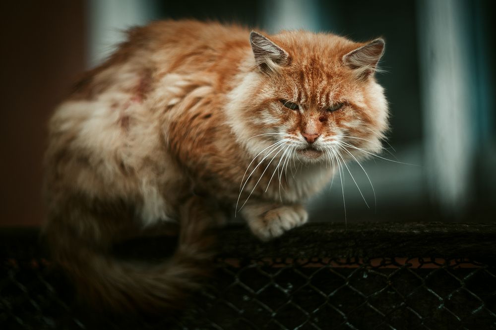 Photograph by Александр Соловьев