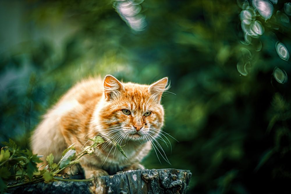 Photograph by Александр Соловьев