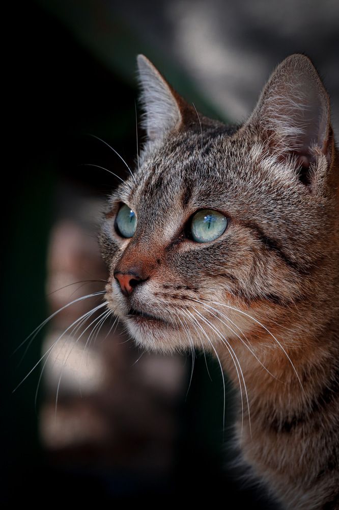 Photograph by Игорь Толкачев