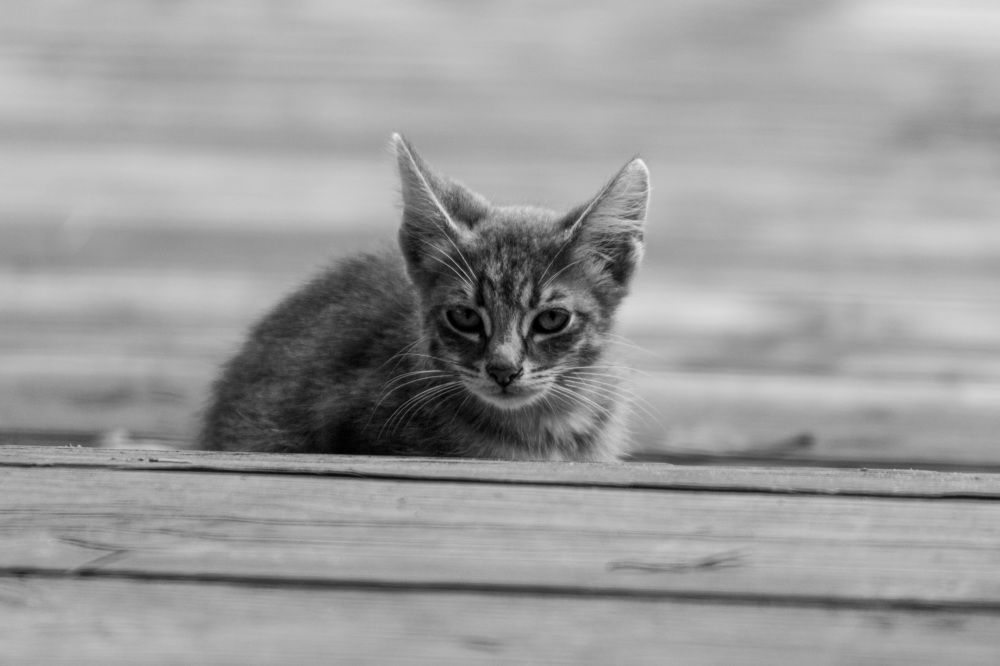 Photograph by Алексей Бычков