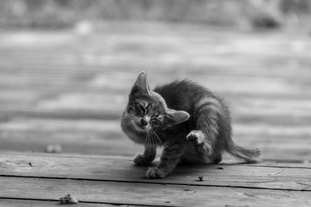 Photograph by Алексей Бычков