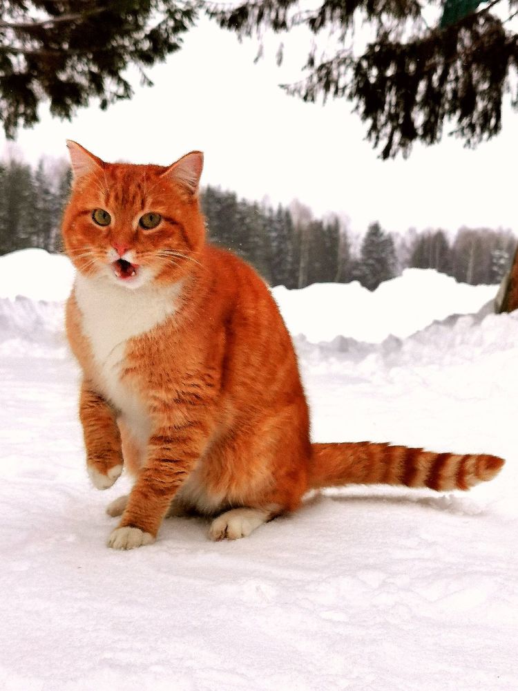 Фотография автора Андрей Богданов