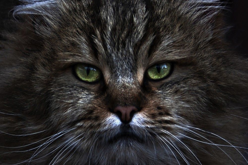 Photograph by Нелли Золотая