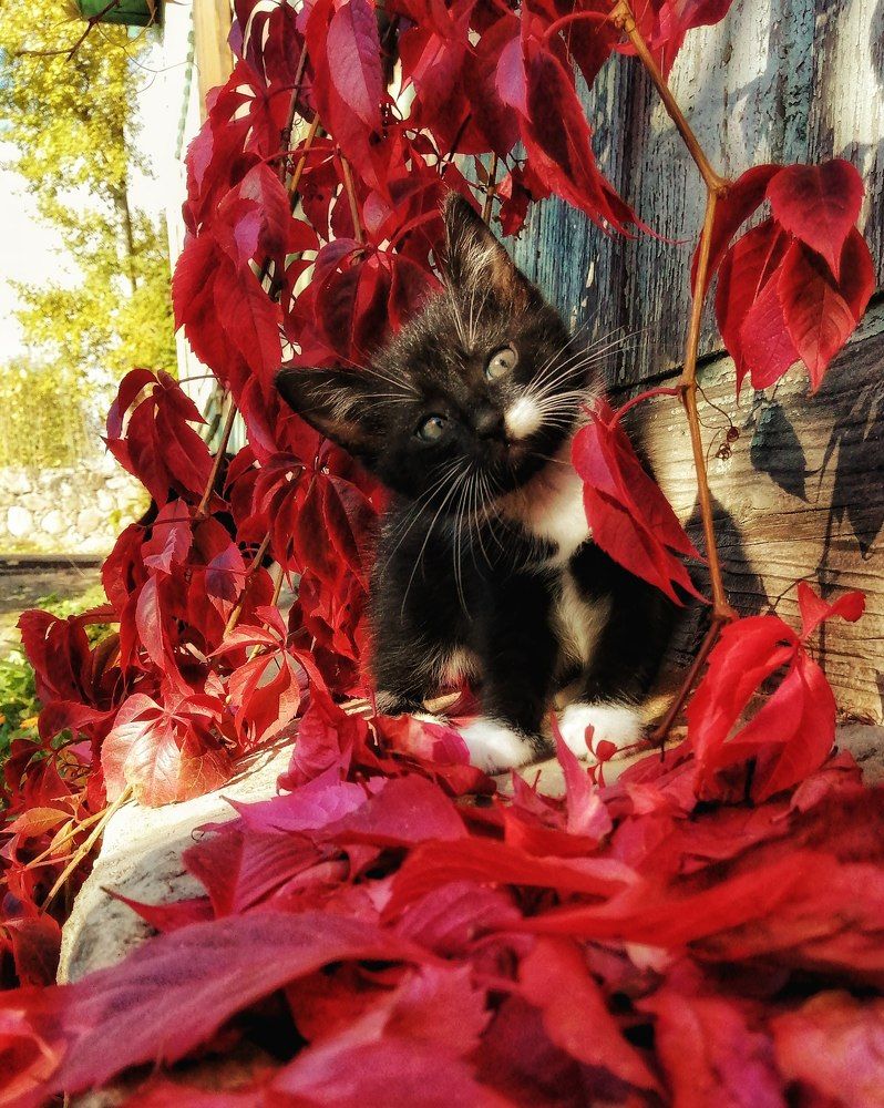 Фотография автора Лена Гром