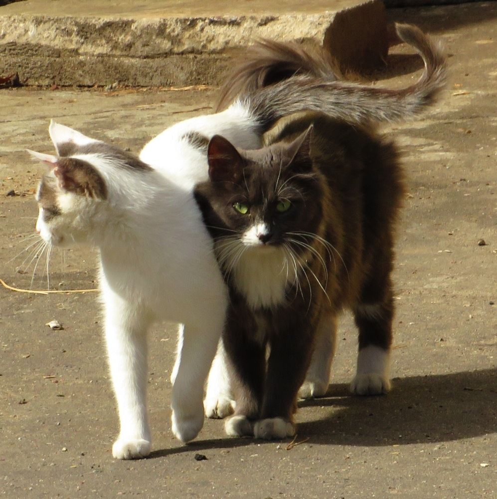 Влюблённая парочка