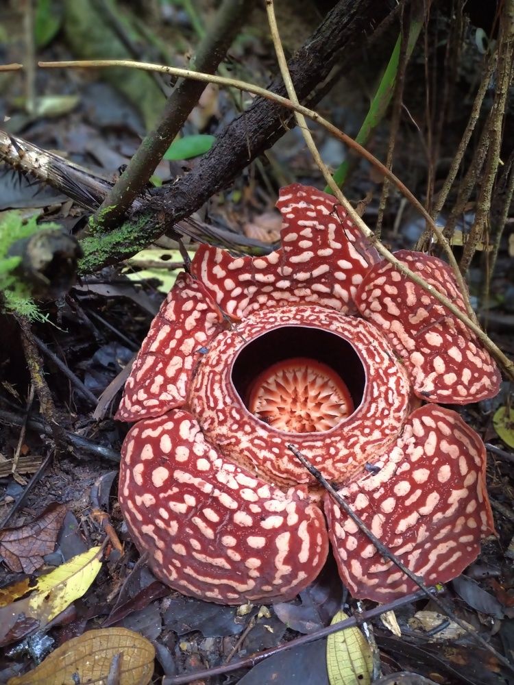 Rafflesia piracei
