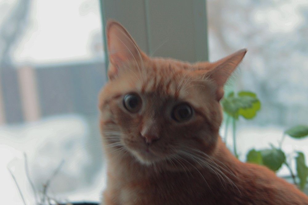 Photograph by Александр Подгорный