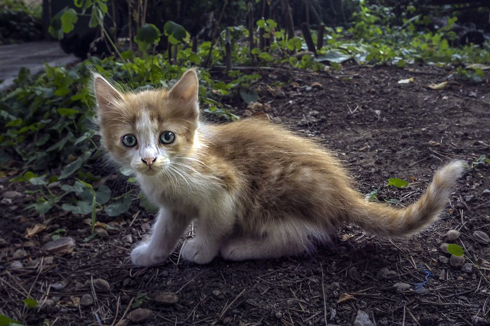 Фотография автора Milena Ivanova