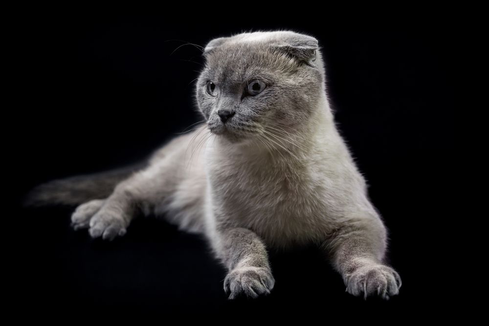 Просто "Кот"