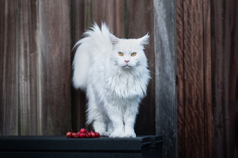 Photograph by Annette Hagemeijer