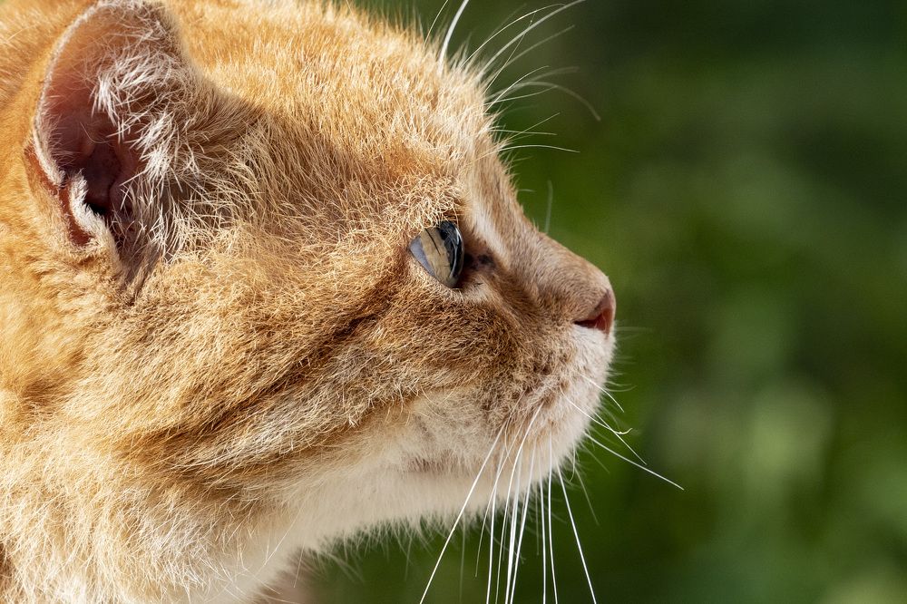 Photograph by Rahel Barenshtein