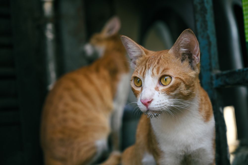 Photograph by Vivek Pawar