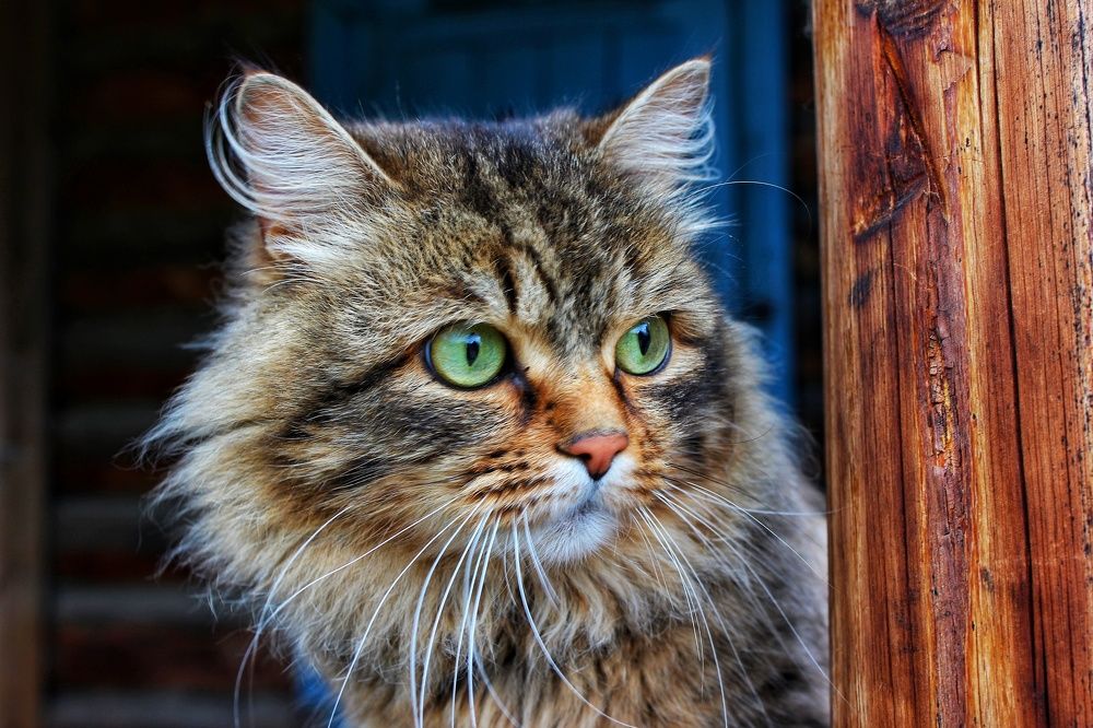 Photograph by Владимир Сушкин