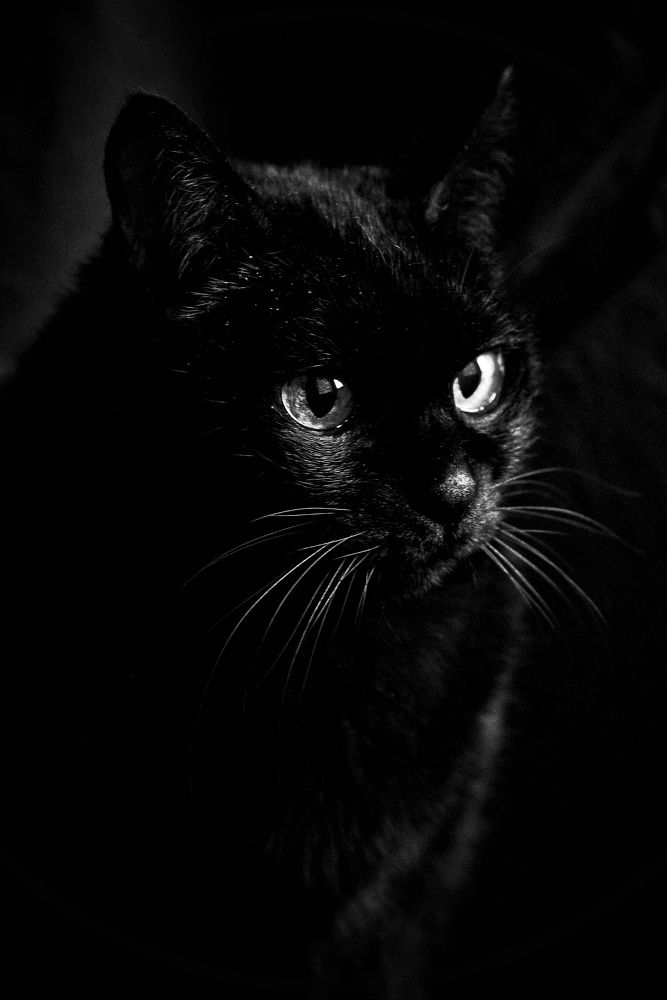 Фотография автора Елена Кириллова