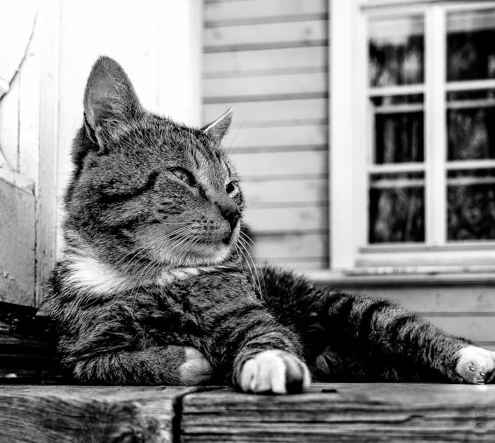 Деревенский кот Маркиз