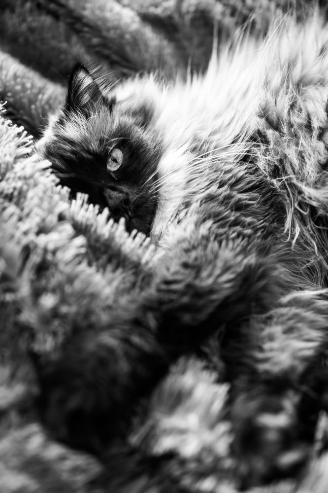 Photograph by Константин Россихин