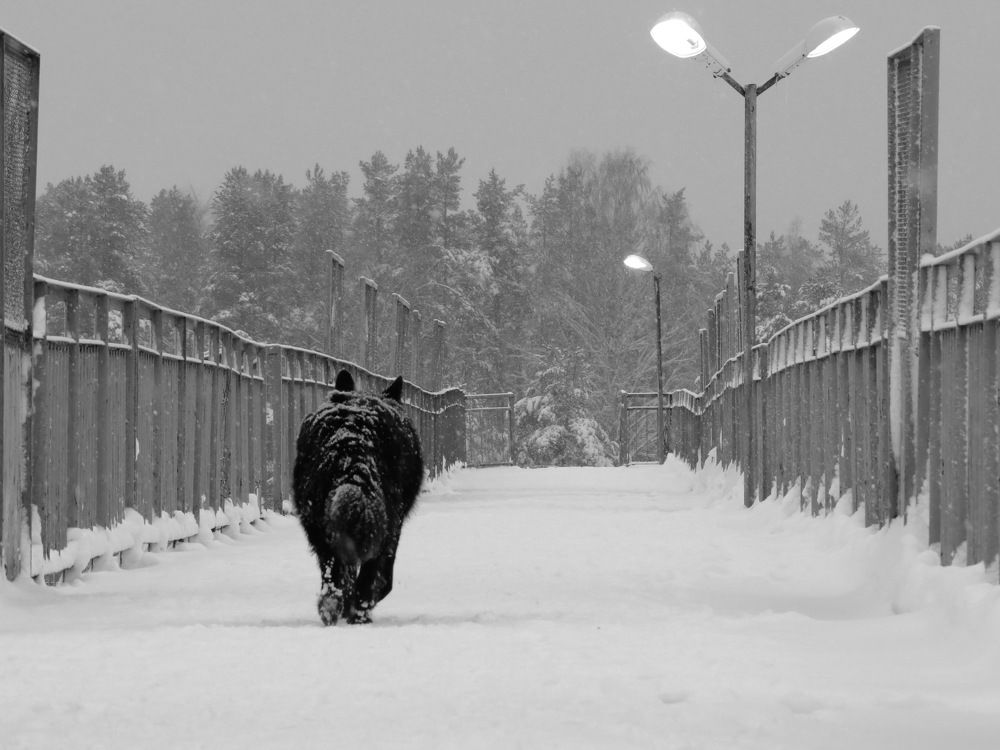 Photograph by Левин Арсений Андреевич