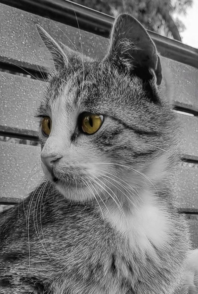 Фотография автора Zahra Seyedmorti