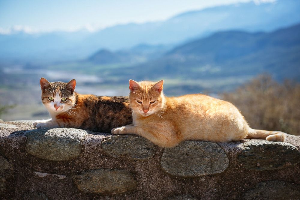 Безмятежность