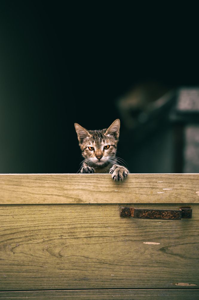 Photograph by Krishan Yadav