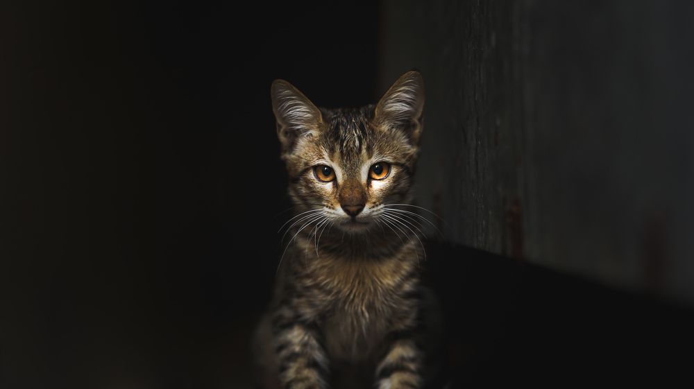 Photograph by Krishan Yadav