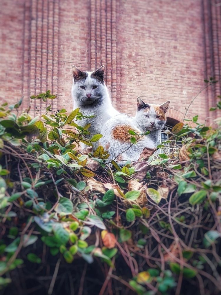 Фотография автора Zahra Seyedmorti