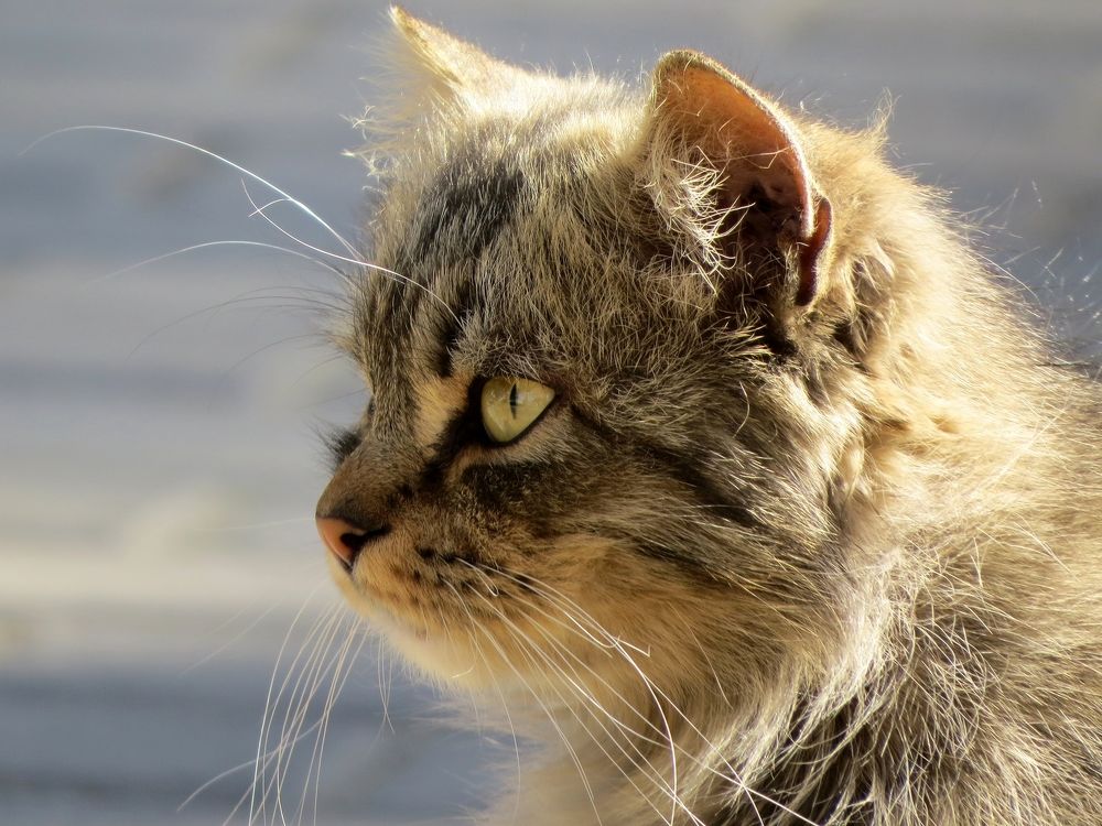 Усатый-полосатый