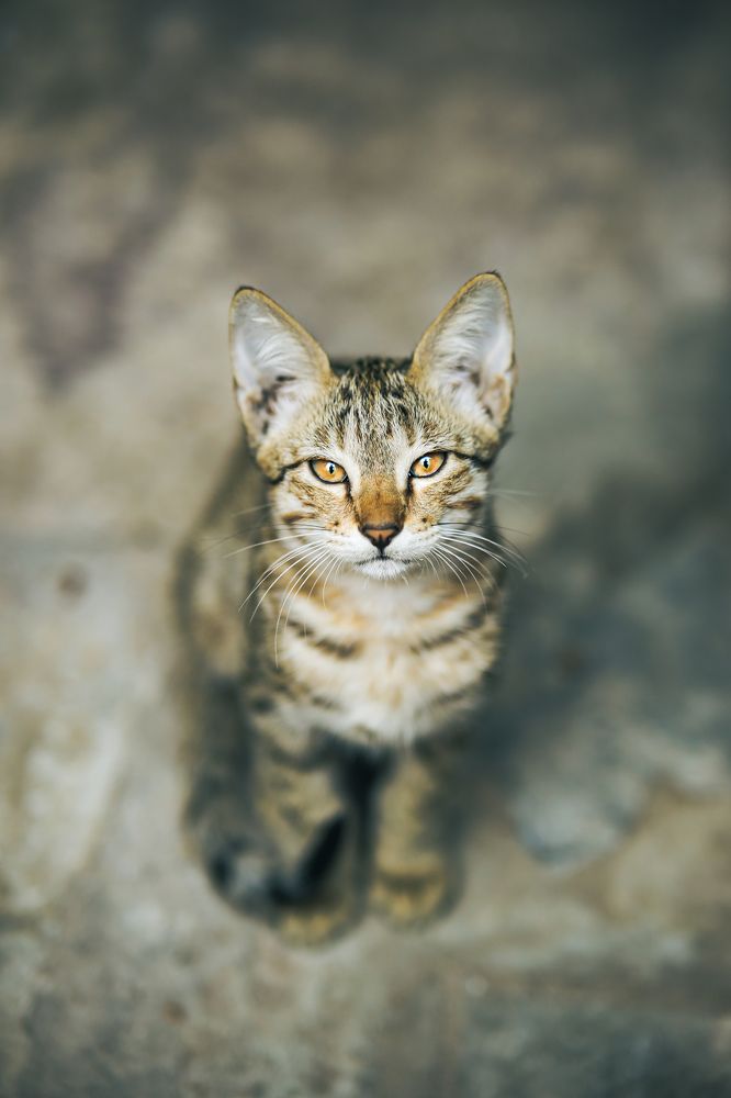 Photograph by Krishan Yadav