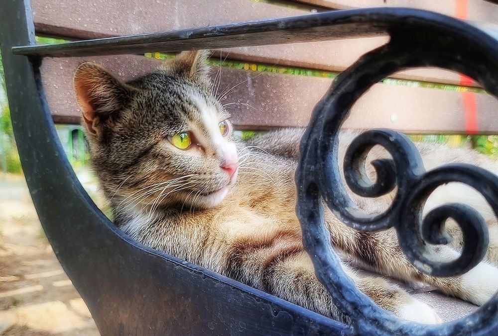 Фотография автора Zahra Seyedmorti