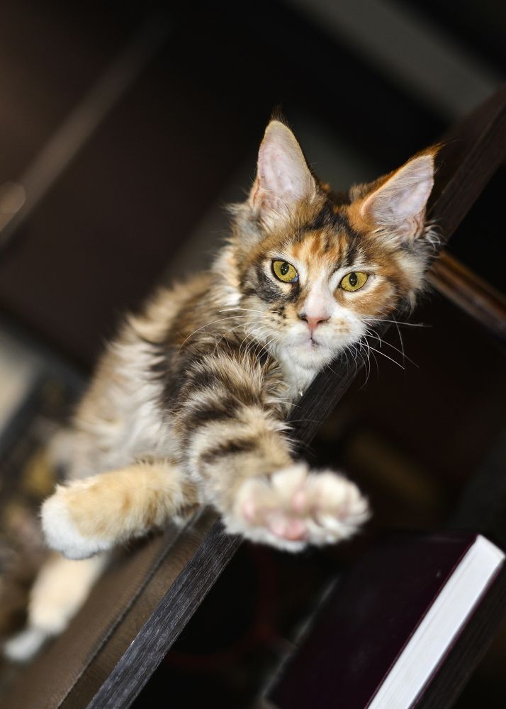 Photograph by Юрий Бичеров