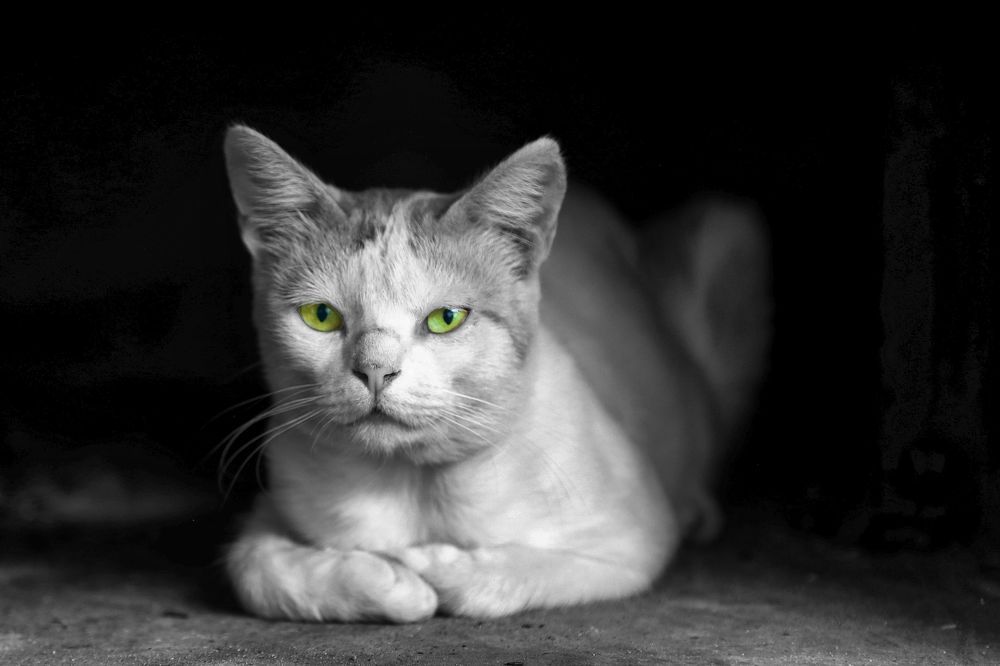 Photograph by Claudio Bonaccorsi