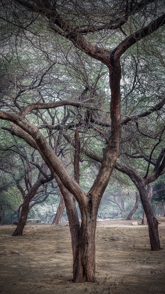 What about tree as a model?