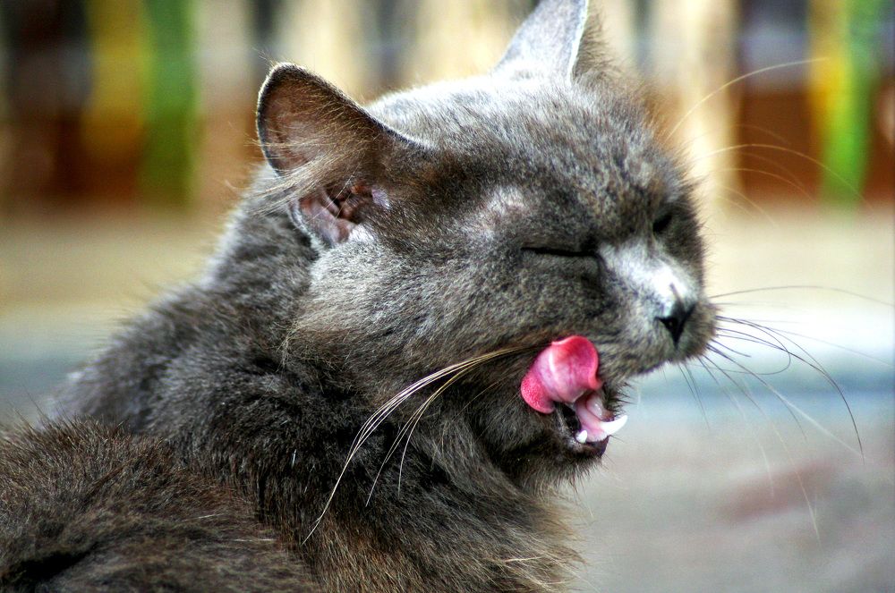 Photograph by Claudio Bonaccorsi