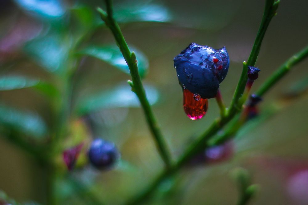 "Северная ягода"