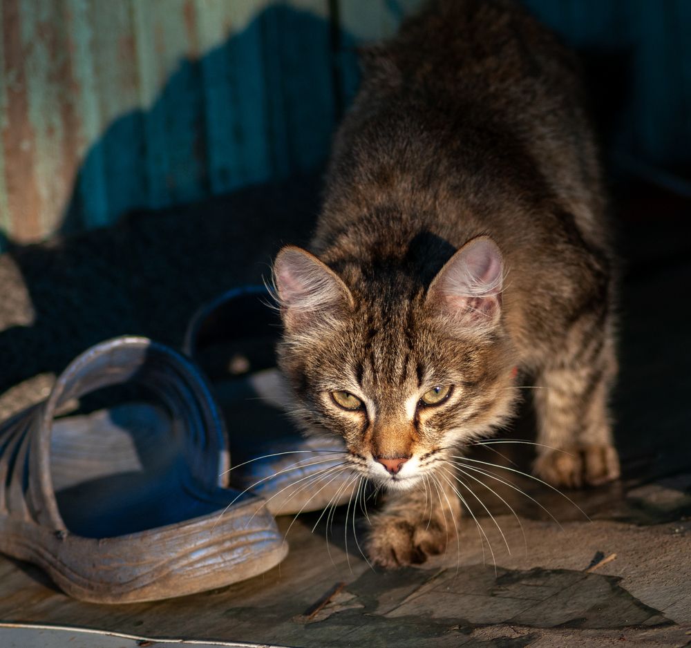 Фотография автора Виталий Гавронский