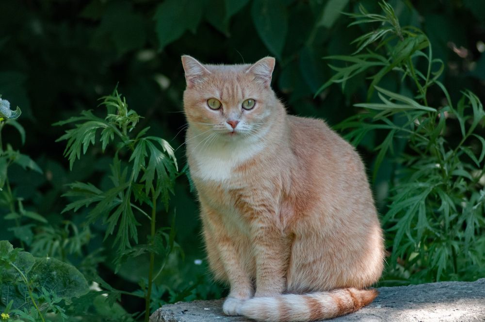 Фотография автора Виталий Гавронский