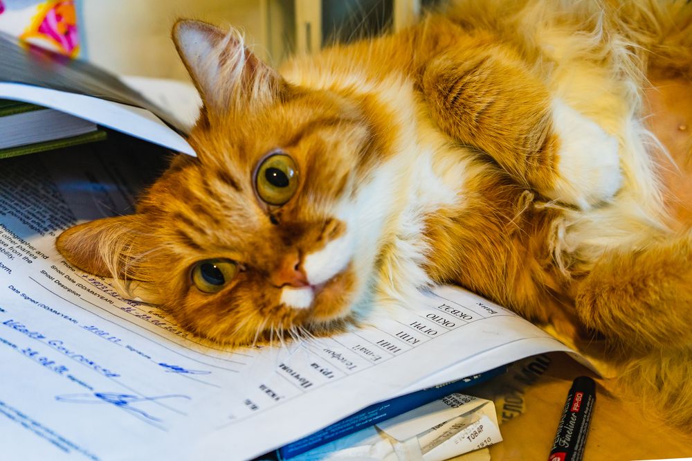 Фотография автора Виталий Гавронский