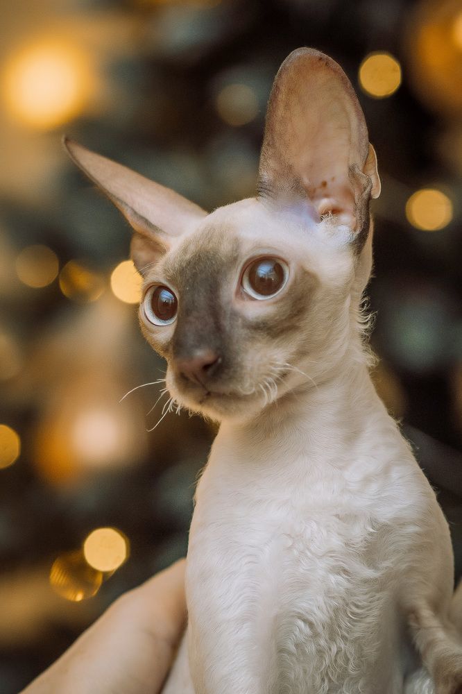 Photograph by Юлия Калугина