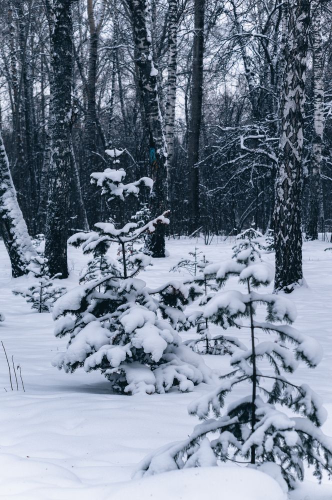 Photograph by Светлана Нестерова