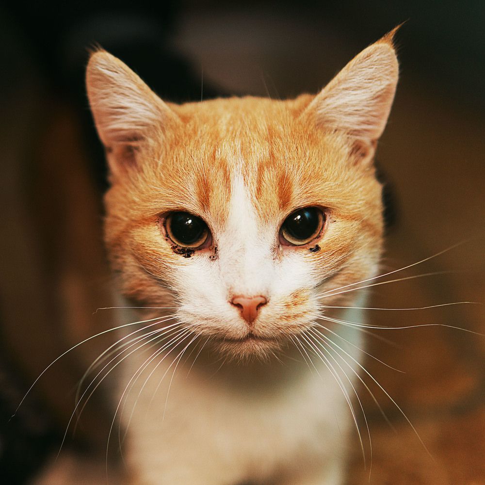 Photograph by Zinoviev Ilia