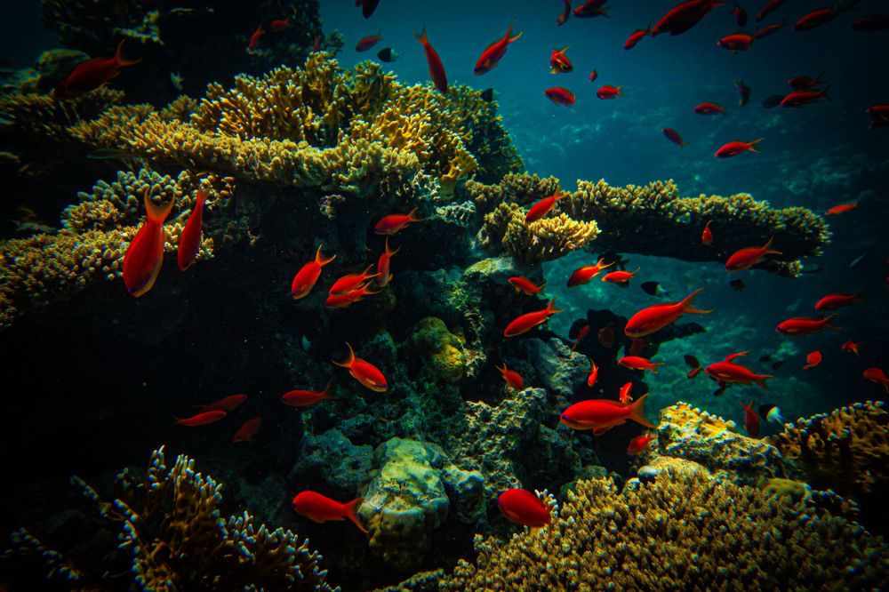 Photograph by Владимир Михайлов