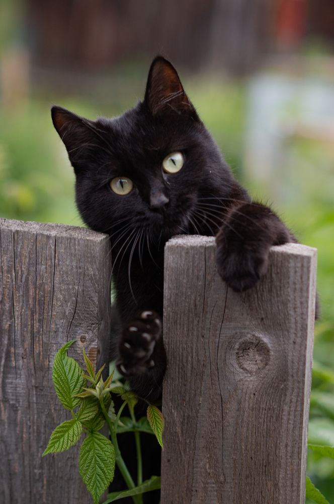 Photograph by Светлана Нестерова