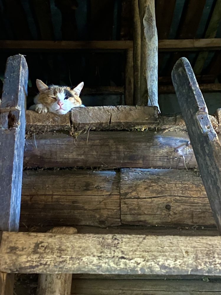 Фотография автора ГУЗАЛИЯ ГАНИЕВА